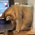 This is my life meow