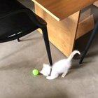 my sister's blind kitten chasing a ball! :]