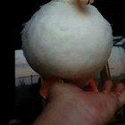 It appears, I am the chosen one, peasants