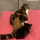 The kitten looks so confused 😂