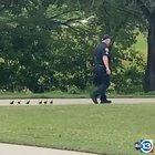 get along little duckies