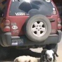 Guess we're having lamb for dinner