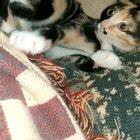 Why is she like this. Sorry for bad video, taken with Snapchat.