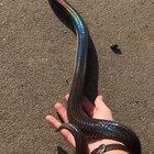 Took him out for a post shed photo shoot. Love his iridescence!!!