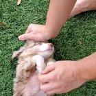 I am small, but I know when I need tummy rubs.