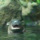 The earshake on this baby pygmy hippo.