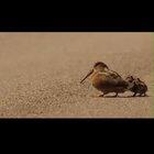 I enhanced the video of American woodcocks luring in worms