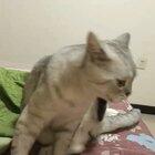 Apparently this sound makes cats and dogs react