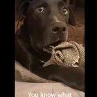 Соседская собака забеременела. Не знаешь как это произошло?