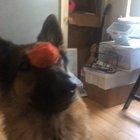 Zara showing off her steady trick, Autumn had to come in and ruin it