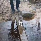 Cats really doesn't like water!