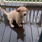 I could watch this pup try to catch rain drops all day