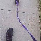 Taking the duck for a walk