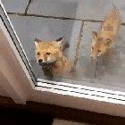 Friendly little house breakers.