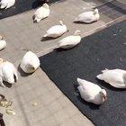 The one who is just chilling out and enjoying its life