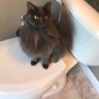 Cat Gets Makeup Done