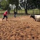 Play with the bull...