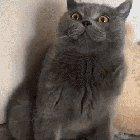 You will regret this one day, human