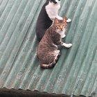 This is how I call for my cats (That synchronization tho)