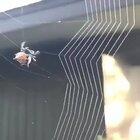 Spider making a web.