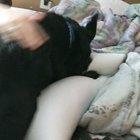 My dog discovering our bed on his first day home after being rescued from the SPCA