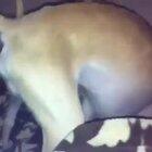 AL CABRÓN NO LE DA VERGÜENZA