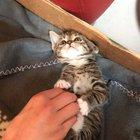 My kitten puts his paws in the air when you stop petting his belly and it’s too cute to handle!