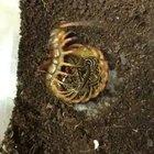 🔥 Proud mama centipede 🔥