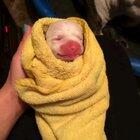 The teeniest tiniest awoo