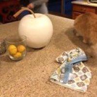 Prison cat receives his rations