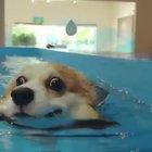 Happy pupper taking a swim!