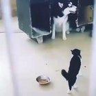 Dog Vs Cat