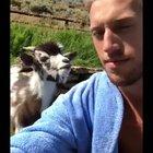 From all the other videos I've seen small goats are supposed to be nice