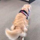 Saying hello to work buddies