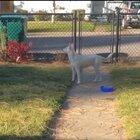 Blind and deaf dog smells her owner coming home