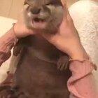 Otter boi gets rubs