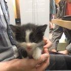 Smol lil kitten squeaks