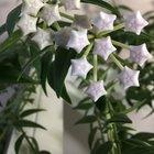 Timelapse of my Hoya bella blooming!