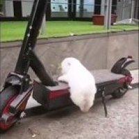 I am a big boy! I can do this...