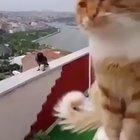 Не ругайтесь в изоляции!)