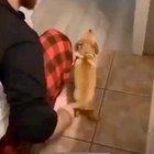 Should be a pokemon.....