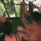 Parrot finds his groove at a Bush Rave