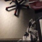 She told him she caught a spider