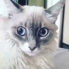 Всё как мы любим - сиськи, пиво и котик