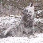 Can i get a F in the chat?