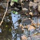 The ripples are amazing. An American Toad singing. Not OC so please upvote original post.