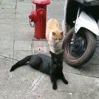 They act like humans