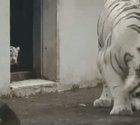 Baby tiger surprises mom