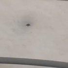 Ducks on a cold glass roof.