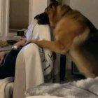 When your trying to do your online study's during quarantine, but your dog has 'give me attention' issues